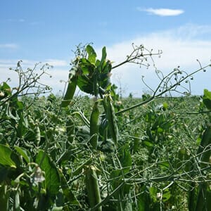 Forage peas Forage peas