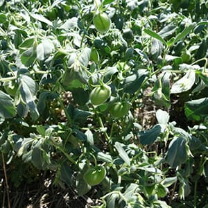 Kabuli Chickpeas_2 Kabuli Chickpeas_2