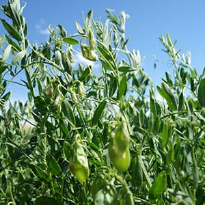 Lentils Lentils