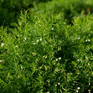 Lentils_5 Lentils_5