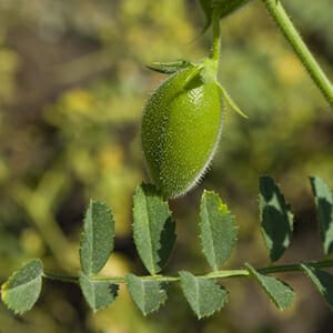 Lentil organic plant Lentil plant growing. Lens culinaris.