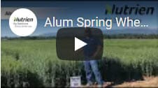 Alum Spring Wheat