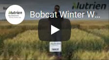 Bobcat Winter Wheat