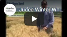 Judee Winter Wheat1
