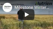 Milestone Winter Wheat