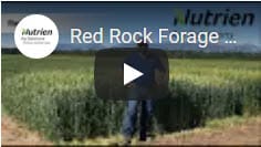 Red Rock Forage