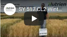 SY 517 CL2 Winter Wheat1