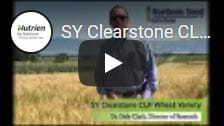 SY Clearstone Winter Wheat1