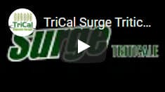 TriCal Triticale Surge
