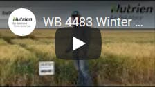 WB 4483 Winter Wheat1