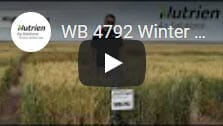 WB 4792 Winter Wheat