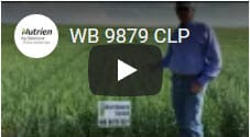 WB 9879 CLP Spring Wheat