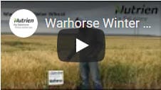 Warhorse Winter Wheat1