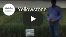 Yellowstone Winter Wheat