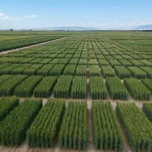 generic spring wheat generic spring wheat