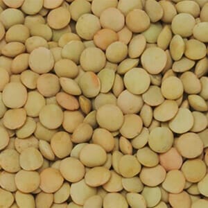 Lentil_-_CDC_Kermit-2 (1) Lentil_-_CDC_Kermit-2 (1)