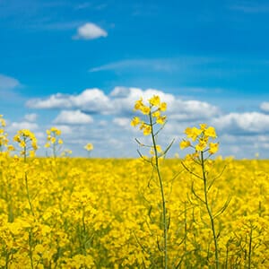 blooming-canola-field-summer-time-closeup-view-flovers (1)